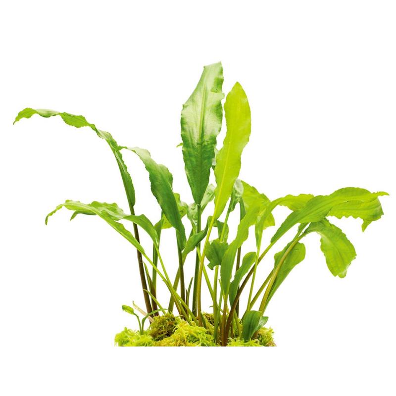 Planta acvariu Lagenandra Thwaitesii Stoffels - imagine 3